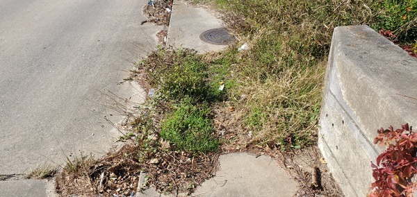 Trash on Baytree Road, Sugar Creek 2024-12-12, 13:17:17, 30.8470909, -83.3137008