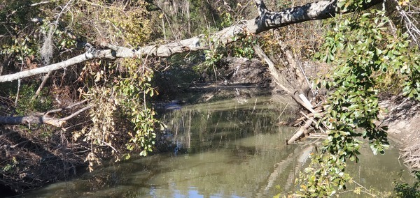 Deadfalls, Sugar Creek at Gornto Road, 2024-12-12, 13:37:00, 30.8598271, -83.3172397