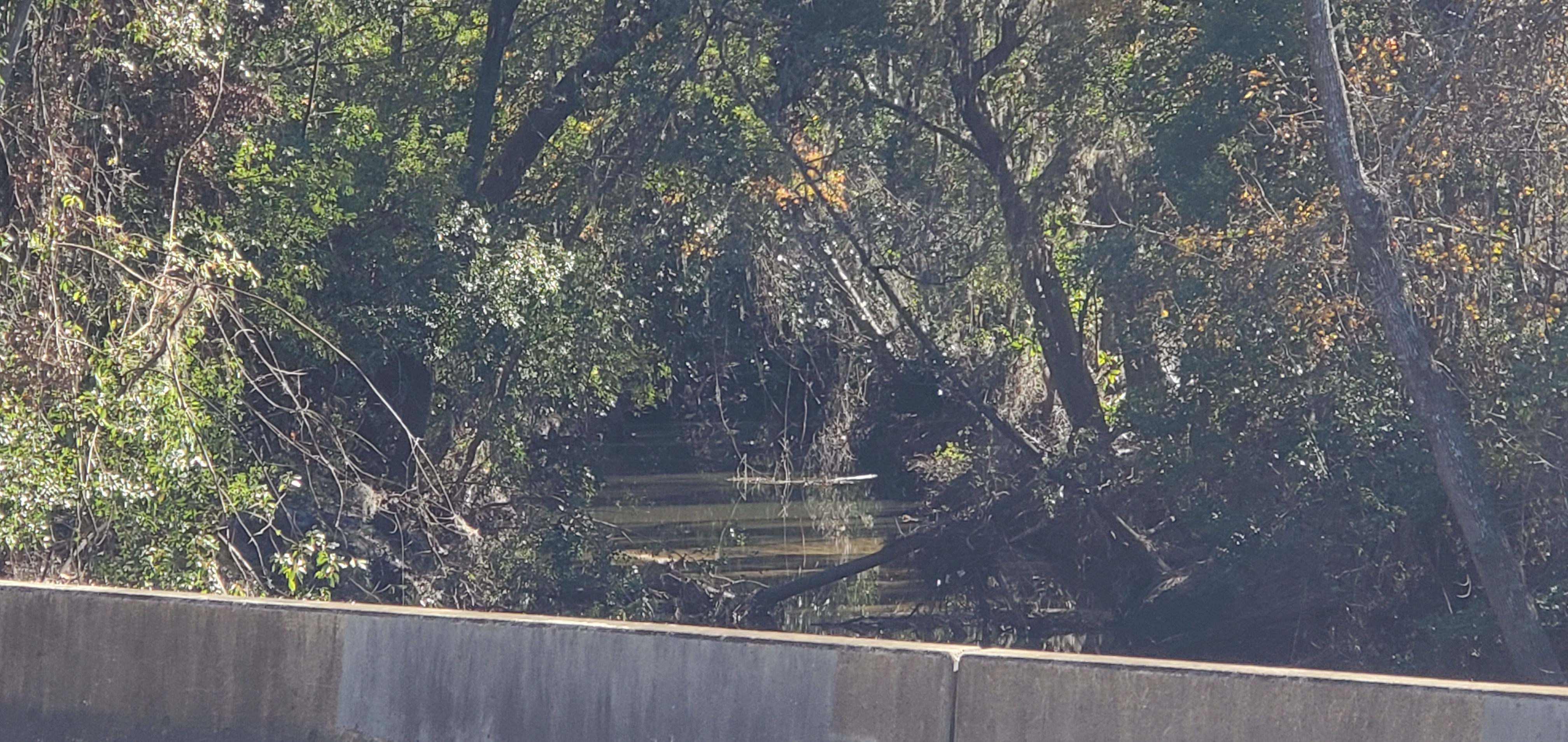 Upstream, Sugar Creek at Gornto Road, 2024-12-12, 13:36:42, 30.8598271, -83.3172397