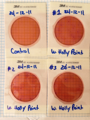 [Plates, Holly Point, Withlacoochee River 2024-12-11]