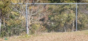 [Cattle egret in Home Depot retention pond, 2024-12-12, 12:04:10, 30.8433158, -83.3144739]