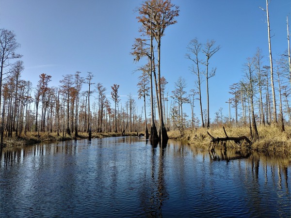 Dead tree, live trees, 10:24:32 --Phil Royce