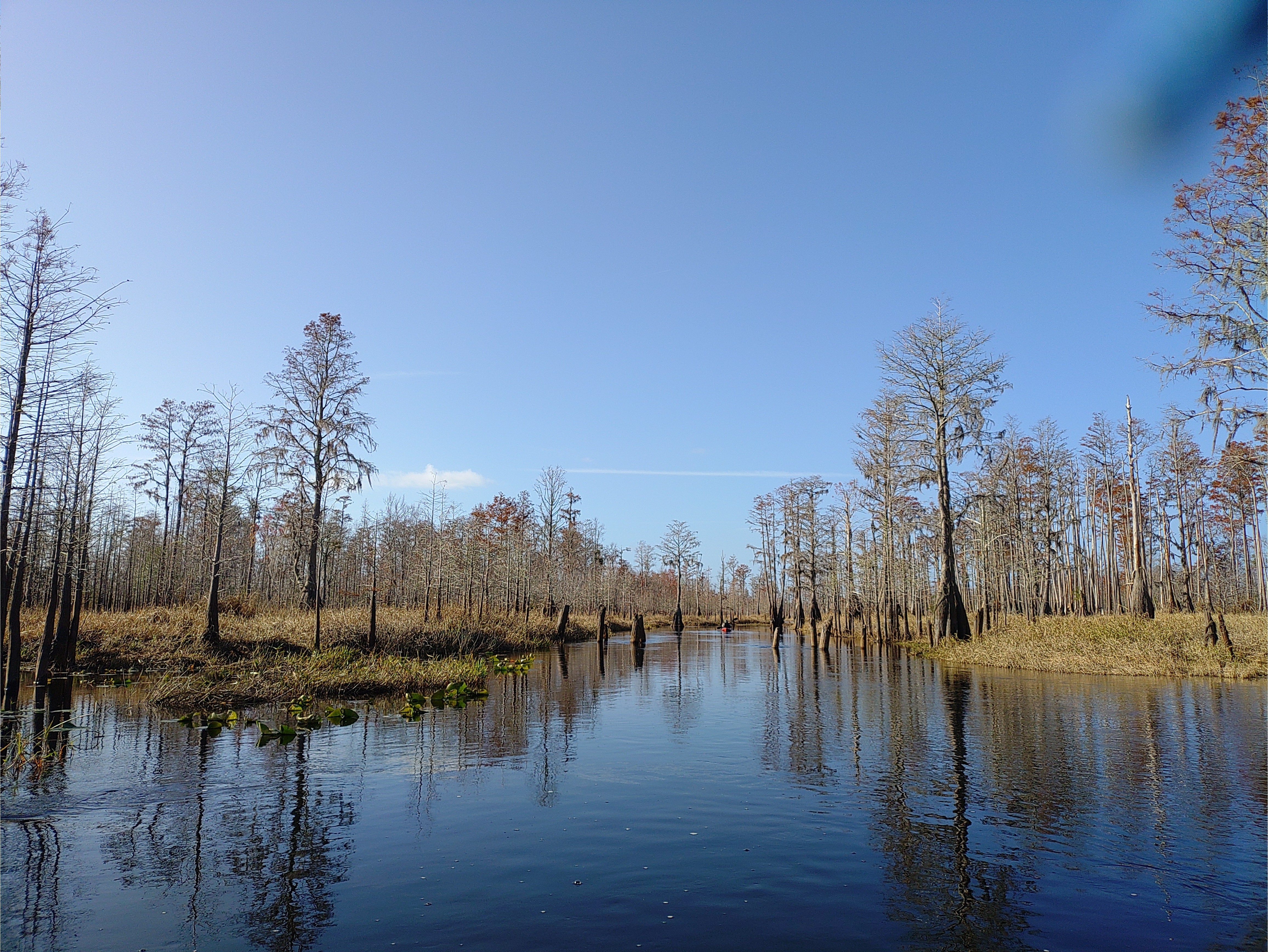 Stumps or logging railroad piers?, 10:20:50 --Phil Royce