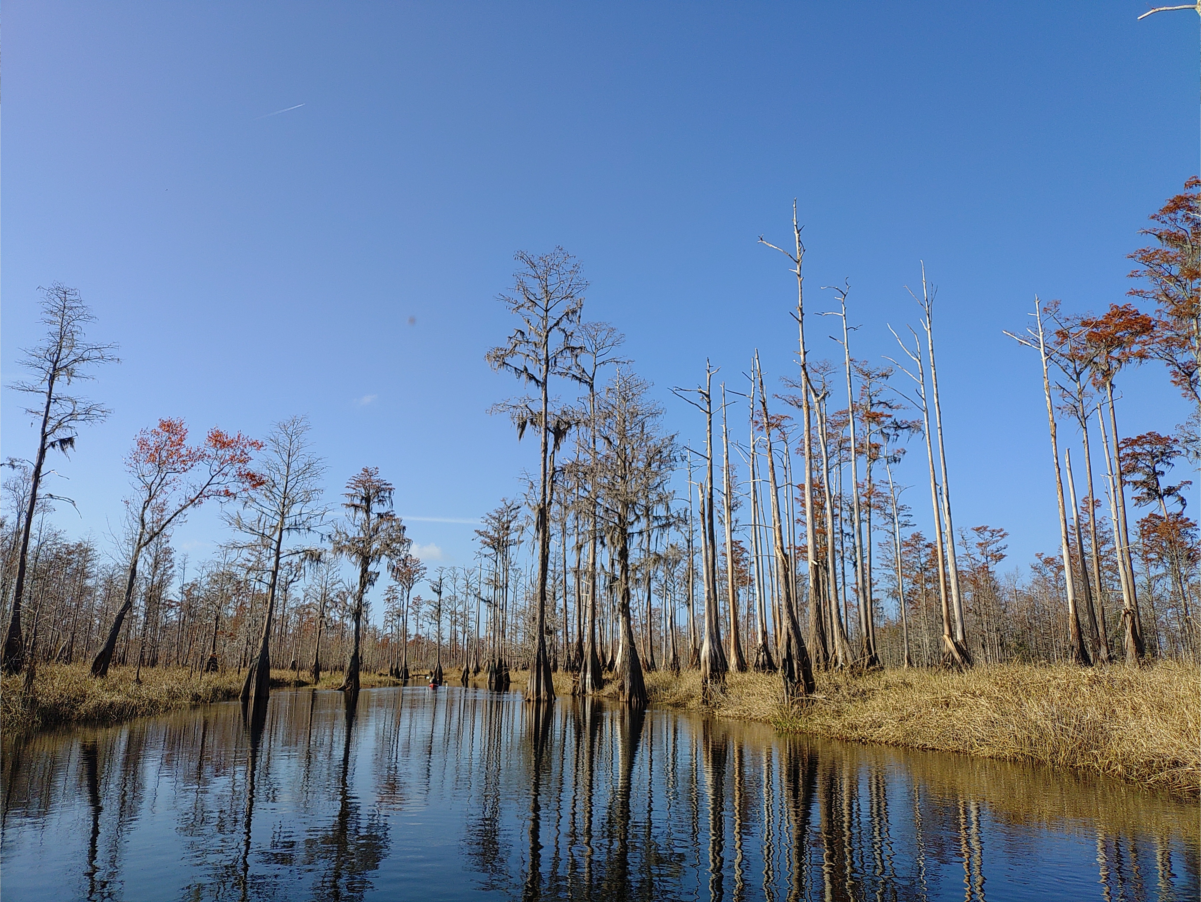 Bigger cypress, 10:23:02 --Phil Royce