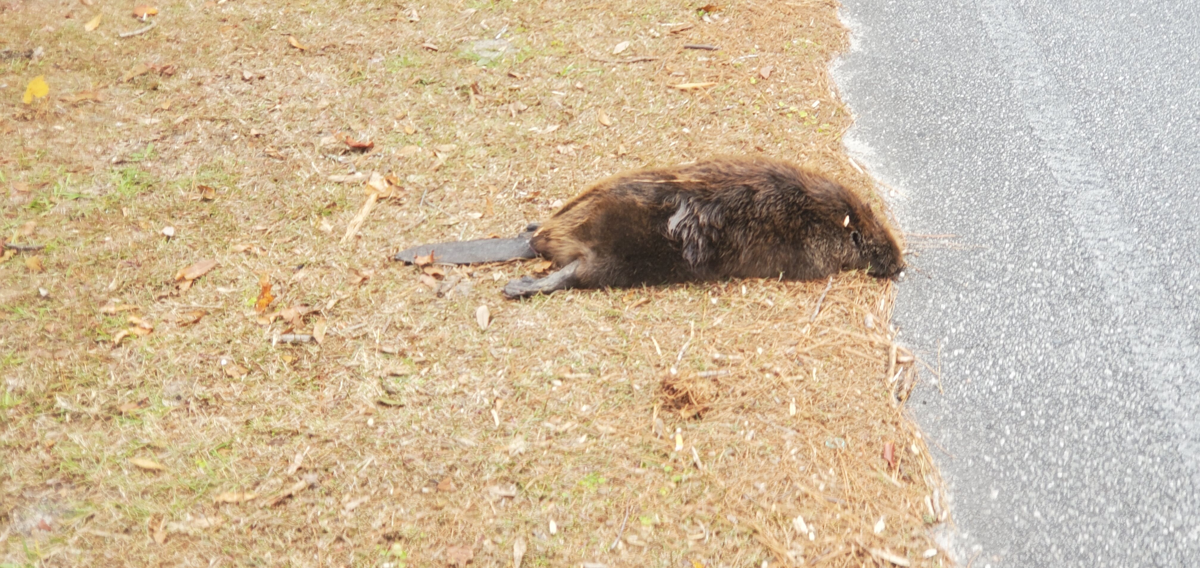 Closeup, Dead beaver, West Gordon Street, One Mile Branch, 14:02:42, 30.8406717, -83.3066434