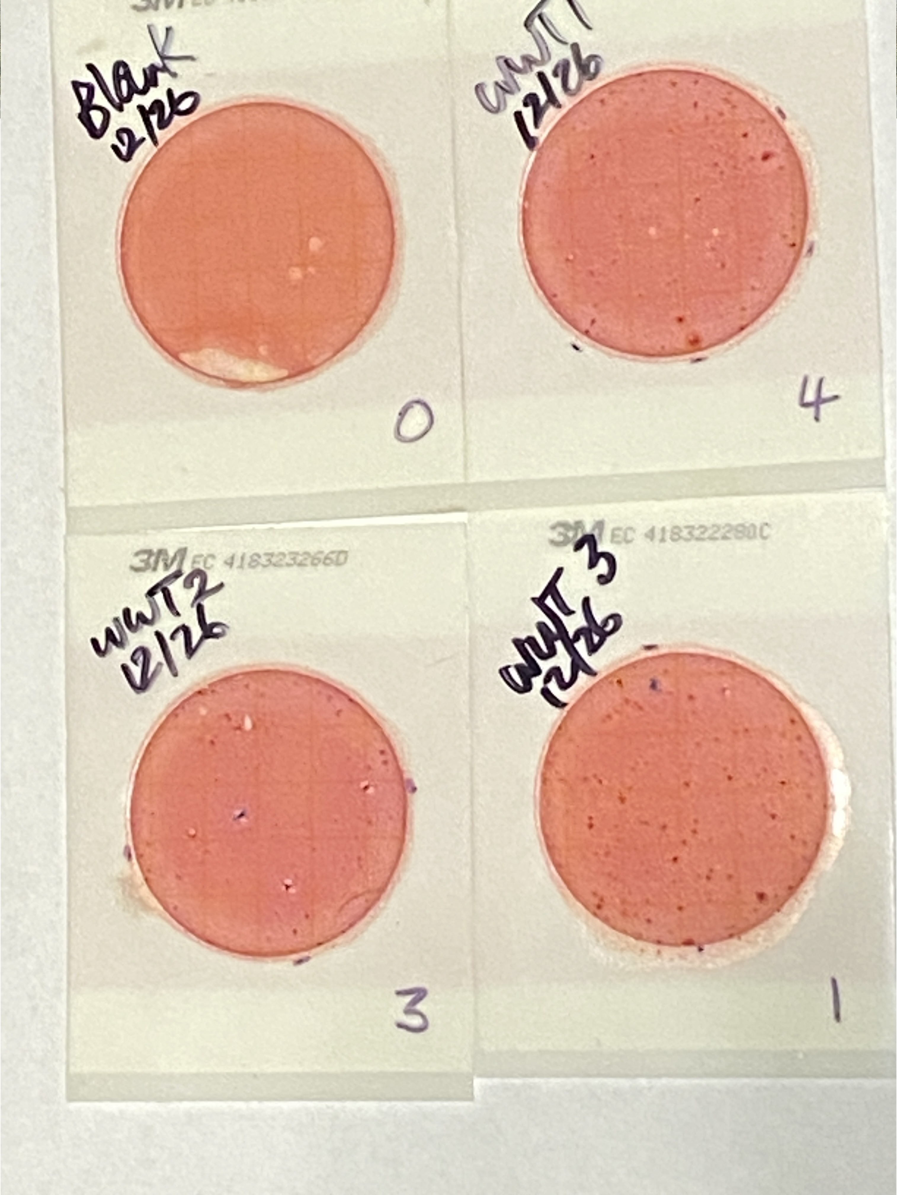 Plates, Alapaha, GA, WWTP Outflow 2024-12-26