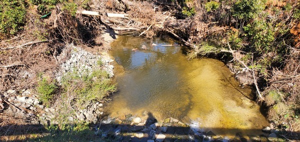 Closeup downstream, Baytree Road, Sugar Creek, 2025:01:02 12:18:14, 30.8470252, -83.3140411