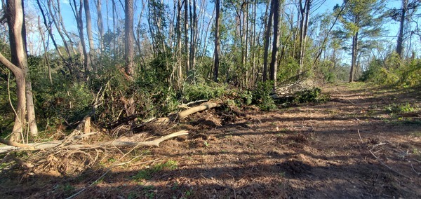 Access cleared south towards RR trestle, 2025:01:07 15:15:58, 30.8559576, -83.3160207