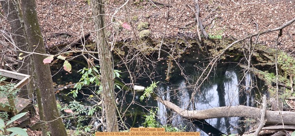 Pool, Mill Creek Sink, 2026:01:13 15:48:49, 29.8010200, -82.5085104 --jsq for WWALS
