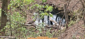 [Round, Mill Creek Sink, 2026:01:13 15:49:32, 29.8010200, -82.5085104 --jsq for WWALS]