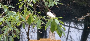 [Float, Mill Creek Sink, 2026:01:13 15:49:38, 29.8010200, -82.5085104 --jsq for WWALS]