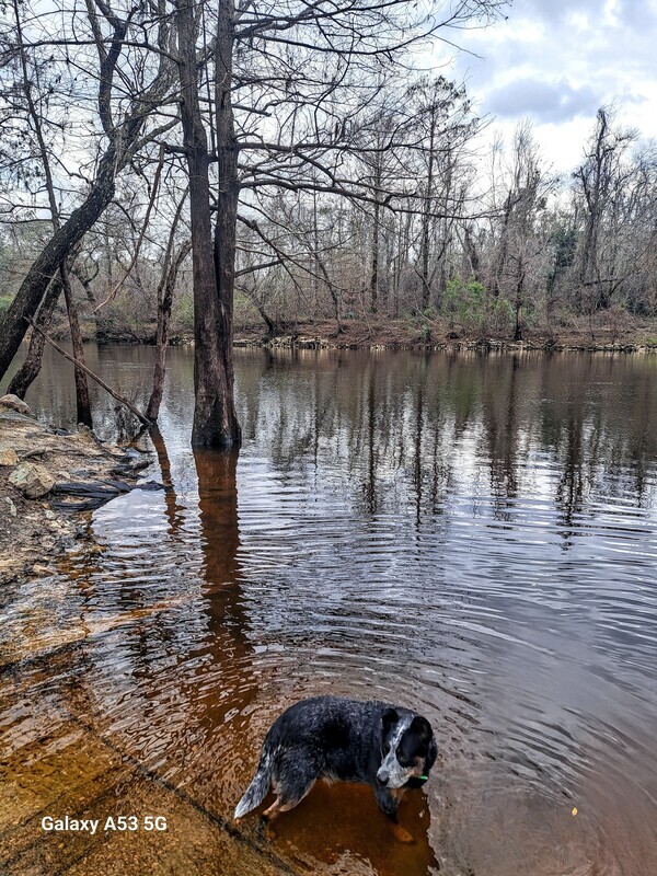 [Dog, State Line Boat Ramp, Withlacoochee River @ Madison Highway 2025-01-19]