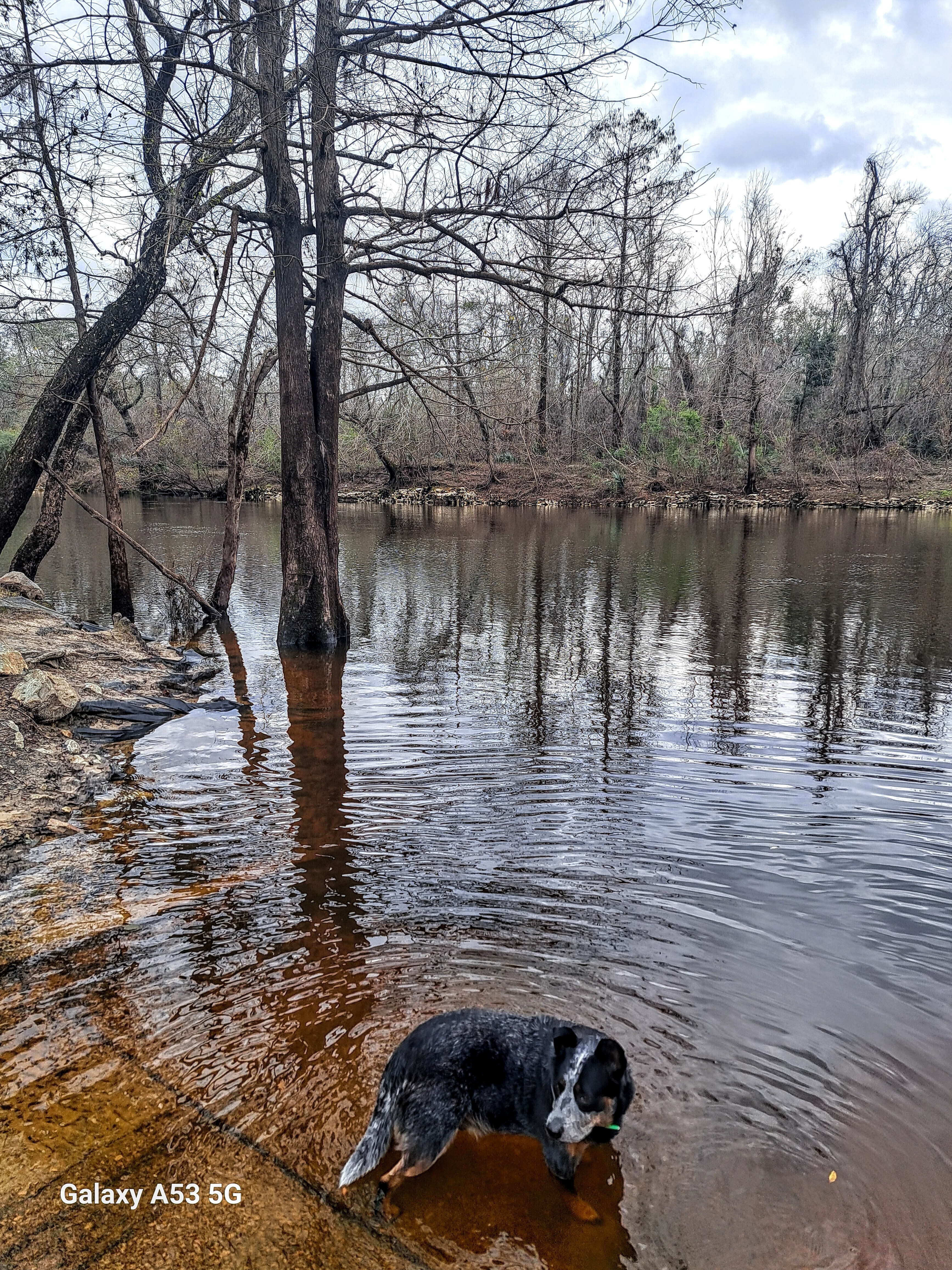 Dog, State Line Boat Ramp, Withlacoochee River @ Madison Highway 2025-01-19