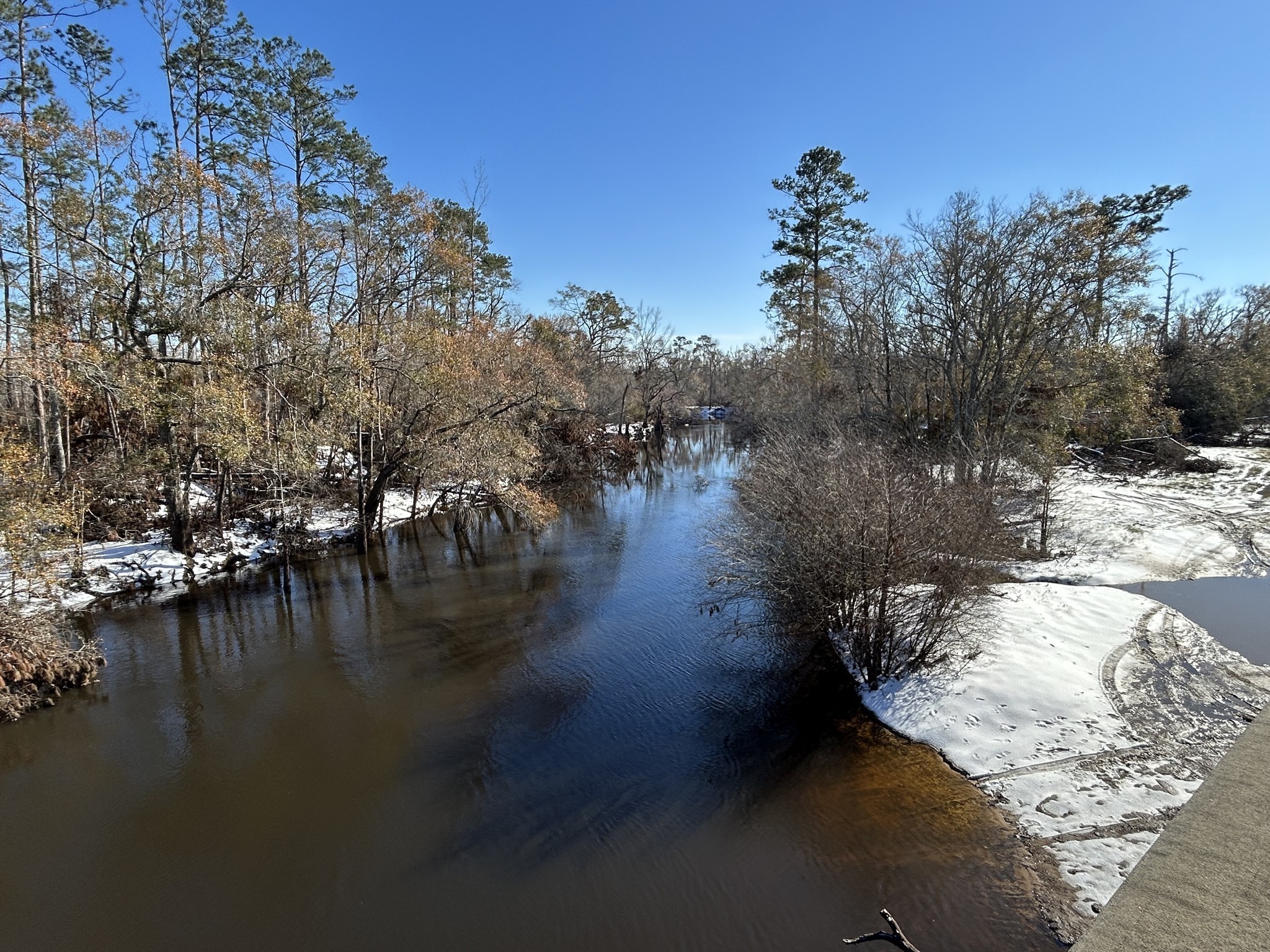 Downstream, Willacoochee Landing, Alapaha River @ GA 168 --Shirley Kokidko 2025-01-22