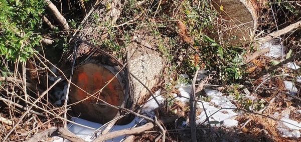 [Tree stumps numbered into the hundreds after Hurricane Helene, 10:38:22, 30.8431297, -83.2979845]