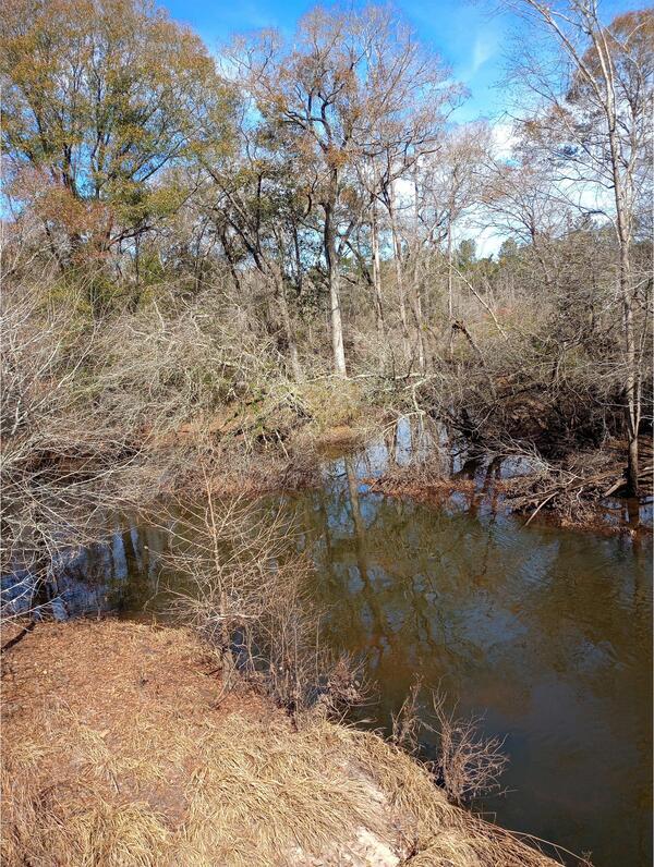 Downstream, Little River @ Lott Bridge other, Little River @ Lott Road 2025-01-28