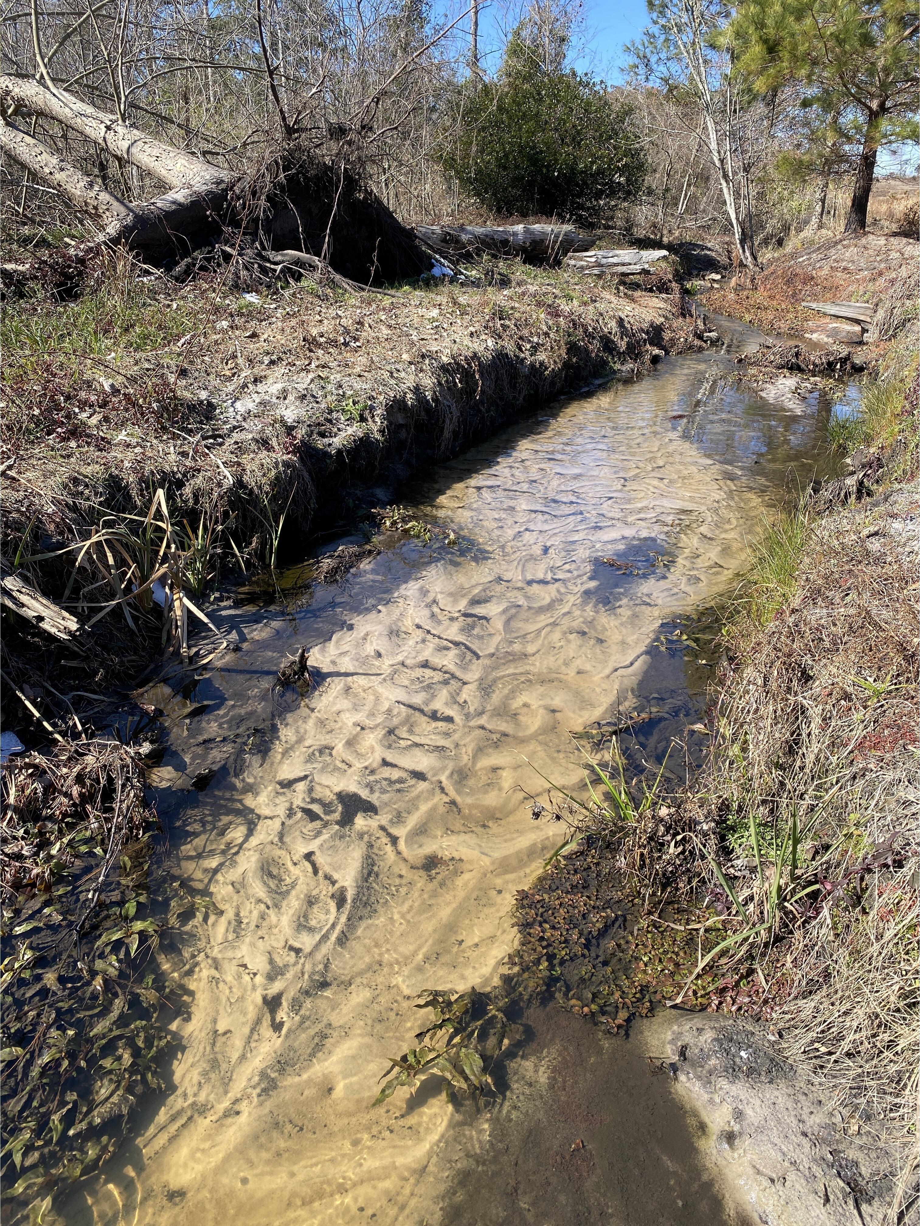 Alapaha Settlement Pond Stream, Alapaha River @ US 82 2025-01-26