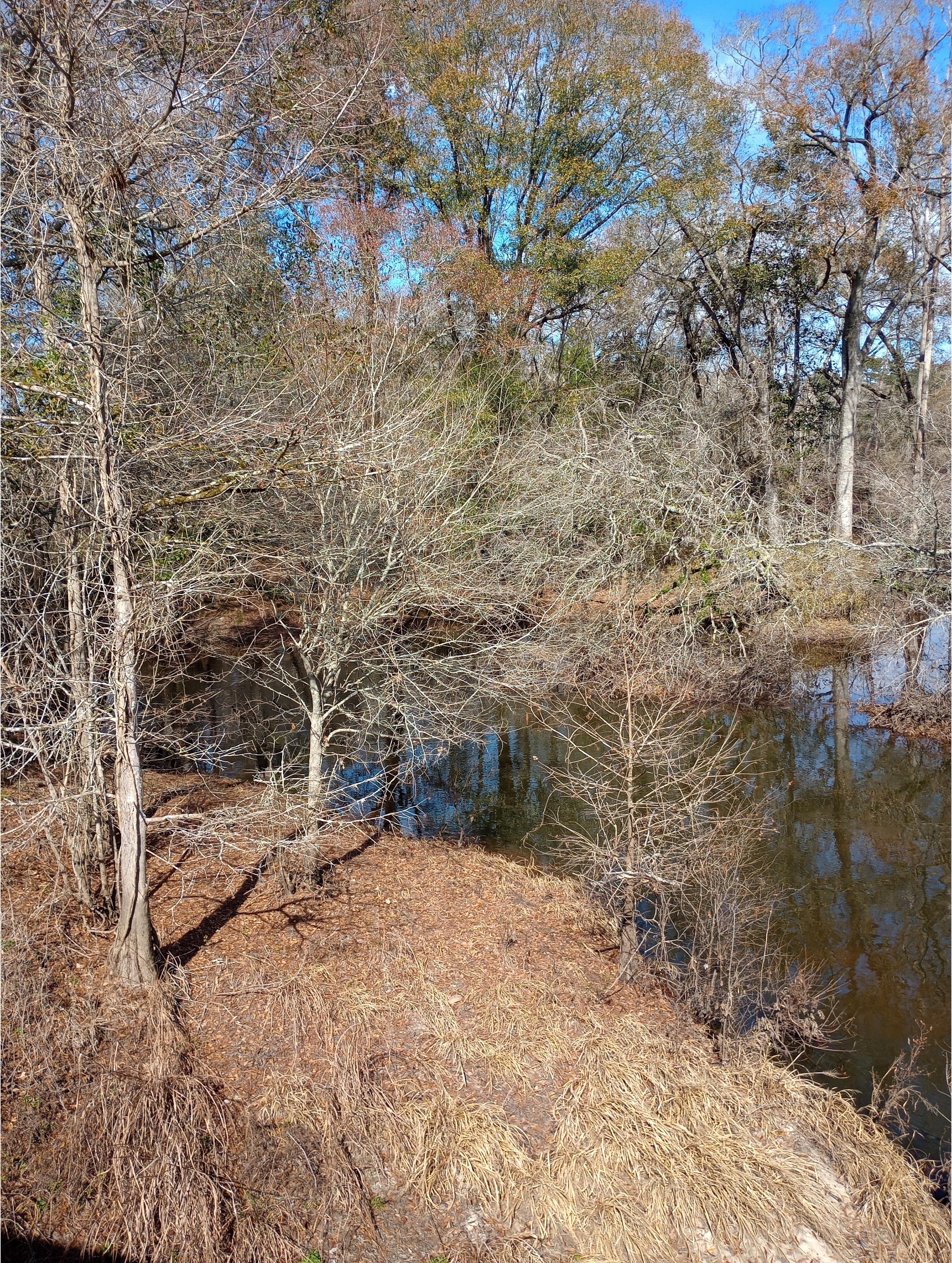 More downstream, Little River @ Lott Bridge other, Little River @ Lott Road 2025-01-28