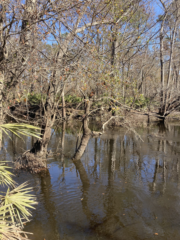 Downstream, Franklinville, Withlacoochee River @ Frankinville Road 2025-02-06