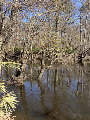 [Downstream, Franklinville, Withlacoochee River @ Frankinville Road 2025-02-06]