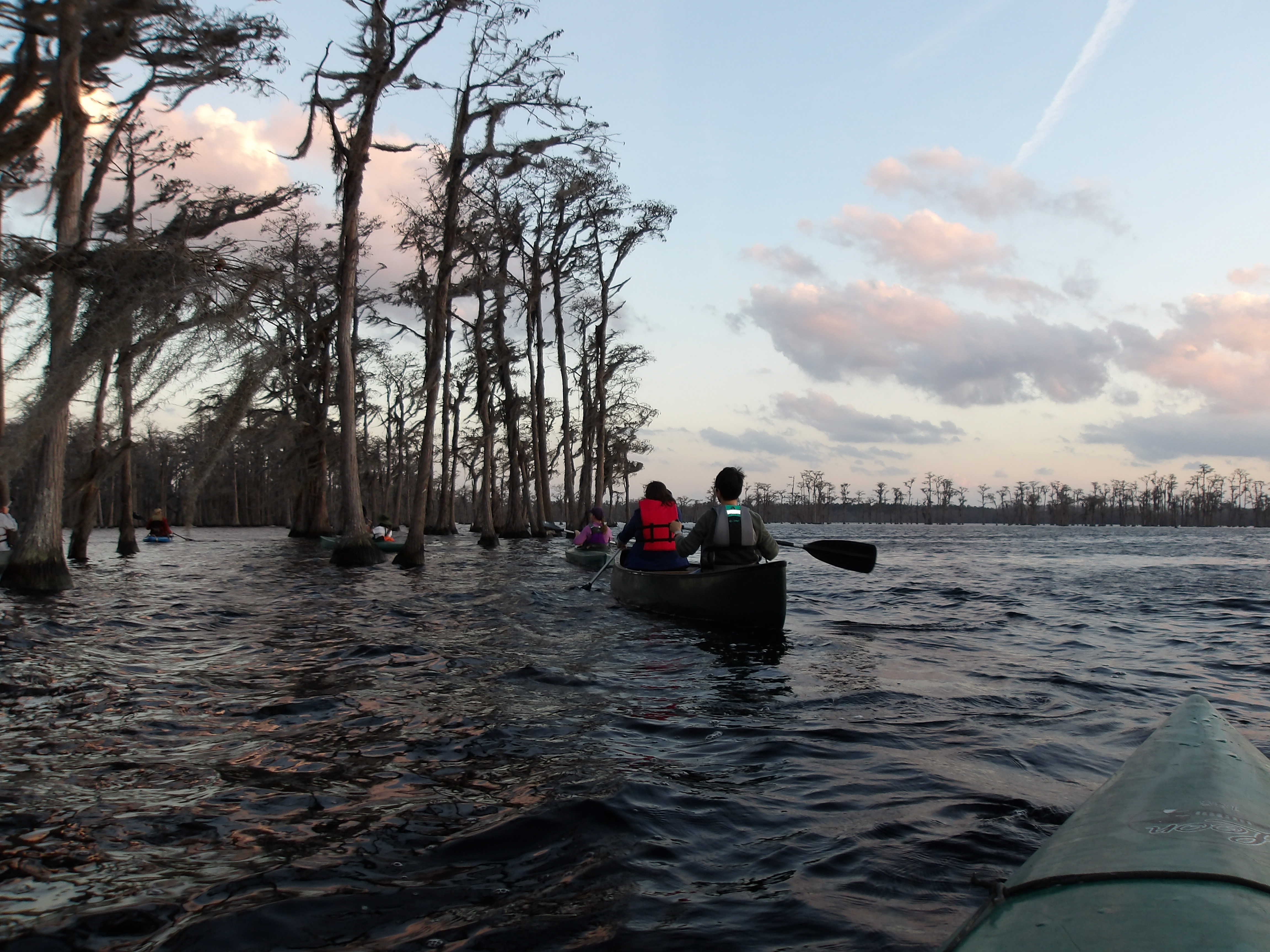 Into the cypress --SJM 18:09:49