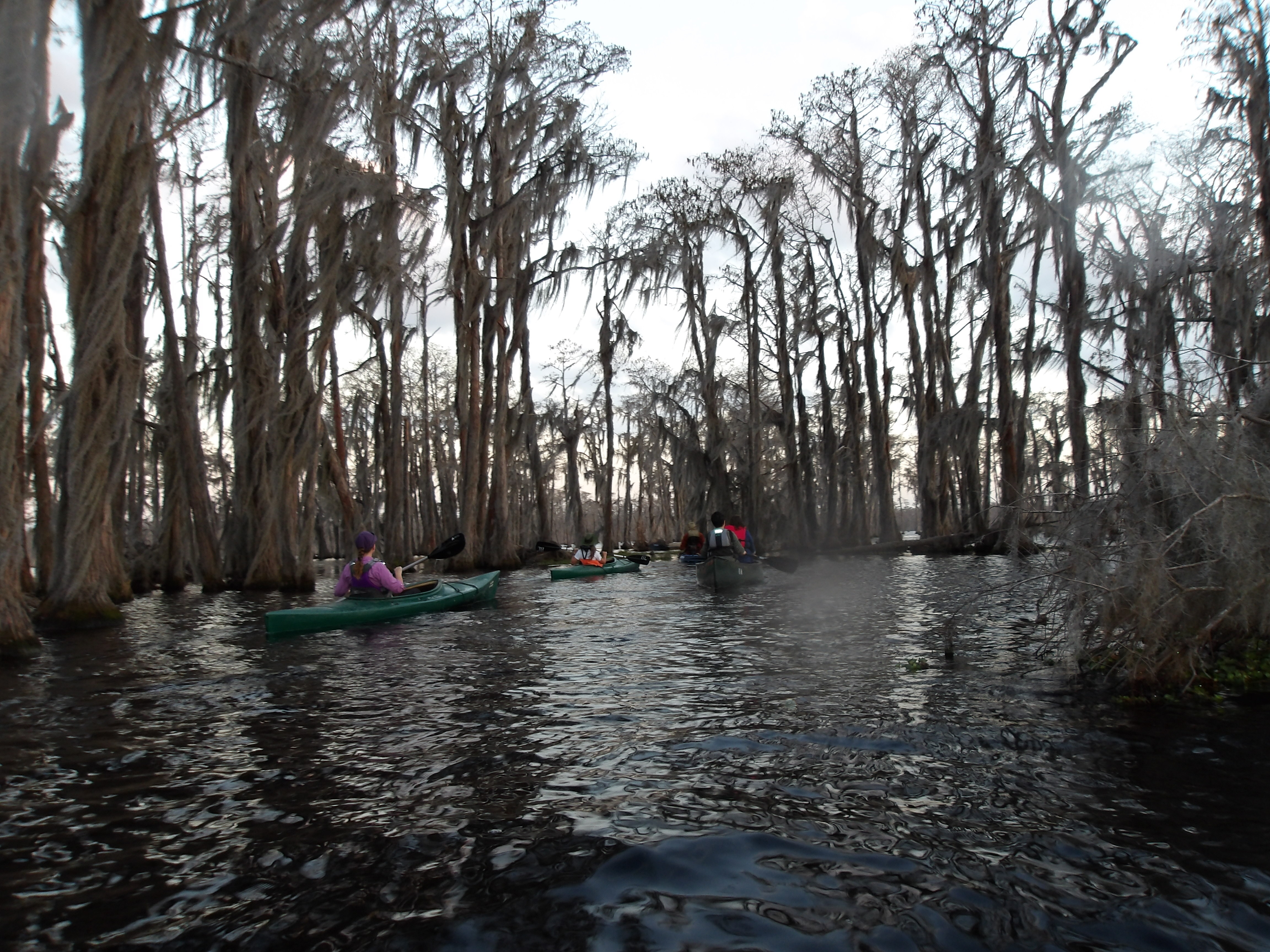 Inside the cypress --SJM 18:16:29