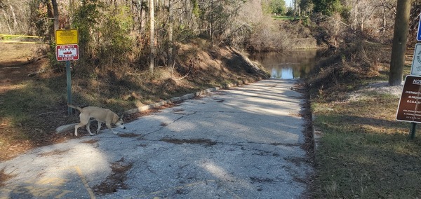 [Statenville Boat Ramp and Sky Dog, 2025:02:25 16:14:44, 30.7044815, -83.0330450]