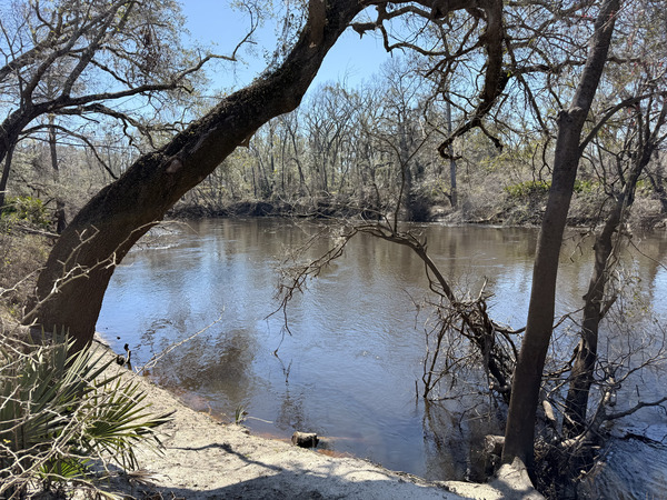 [Holly Point, Withlacoochee River @ NE Withla Bluffs Way 2025-02-27]