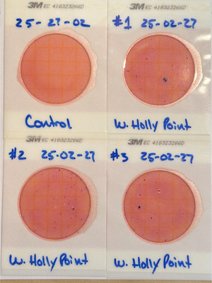 [Plates, Holly Point 2025-02-27]