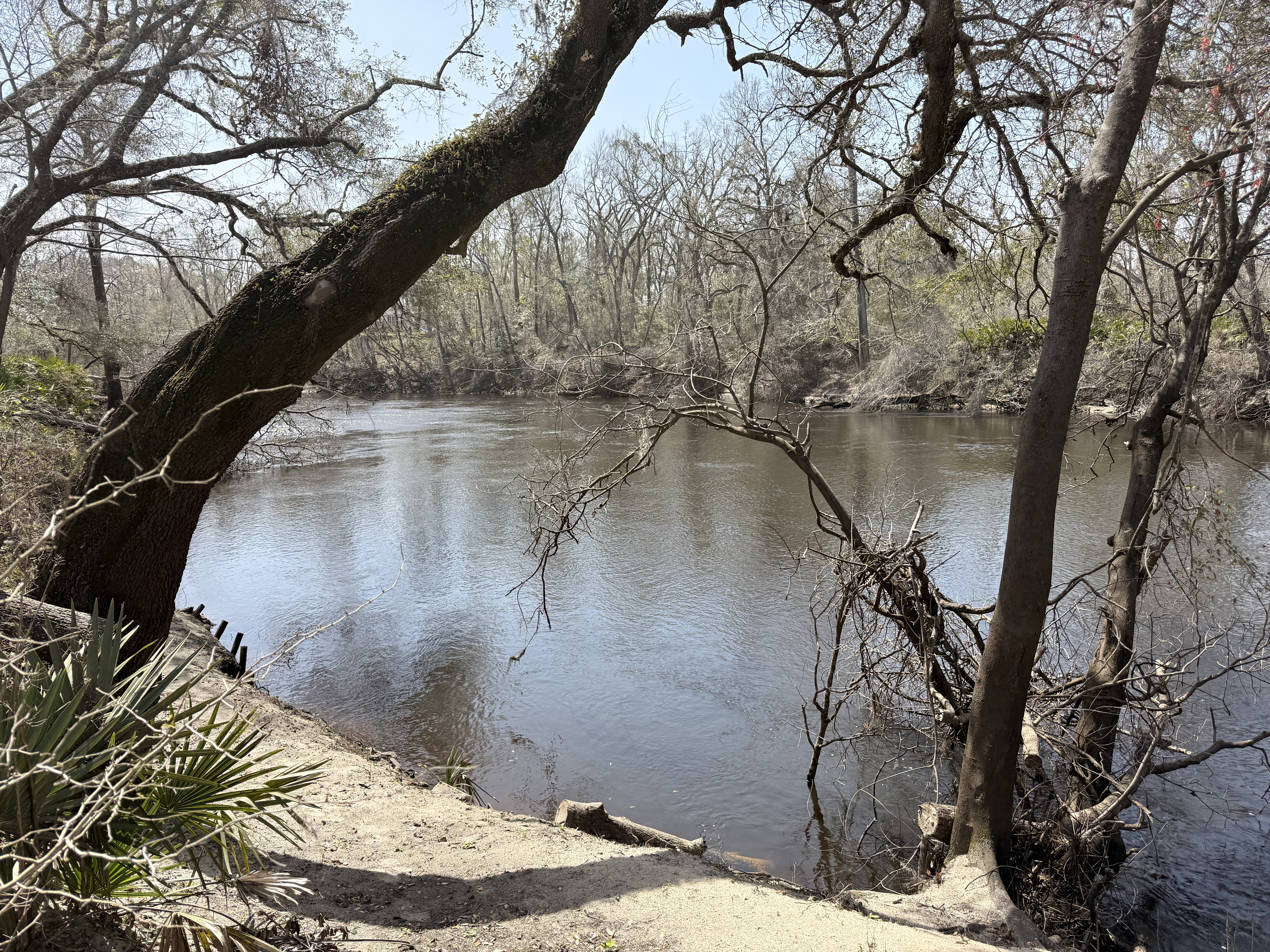 Holly Point other, Withlacoochee River @ NE Withla Bluffs Way 2025-03-05