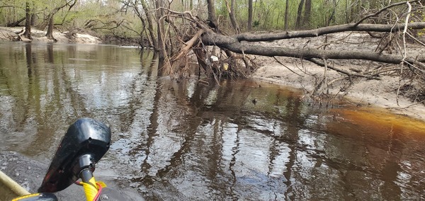 High water trash, left bank, 2025:03:08 13:58:12, 30.8459139, -83.3436719