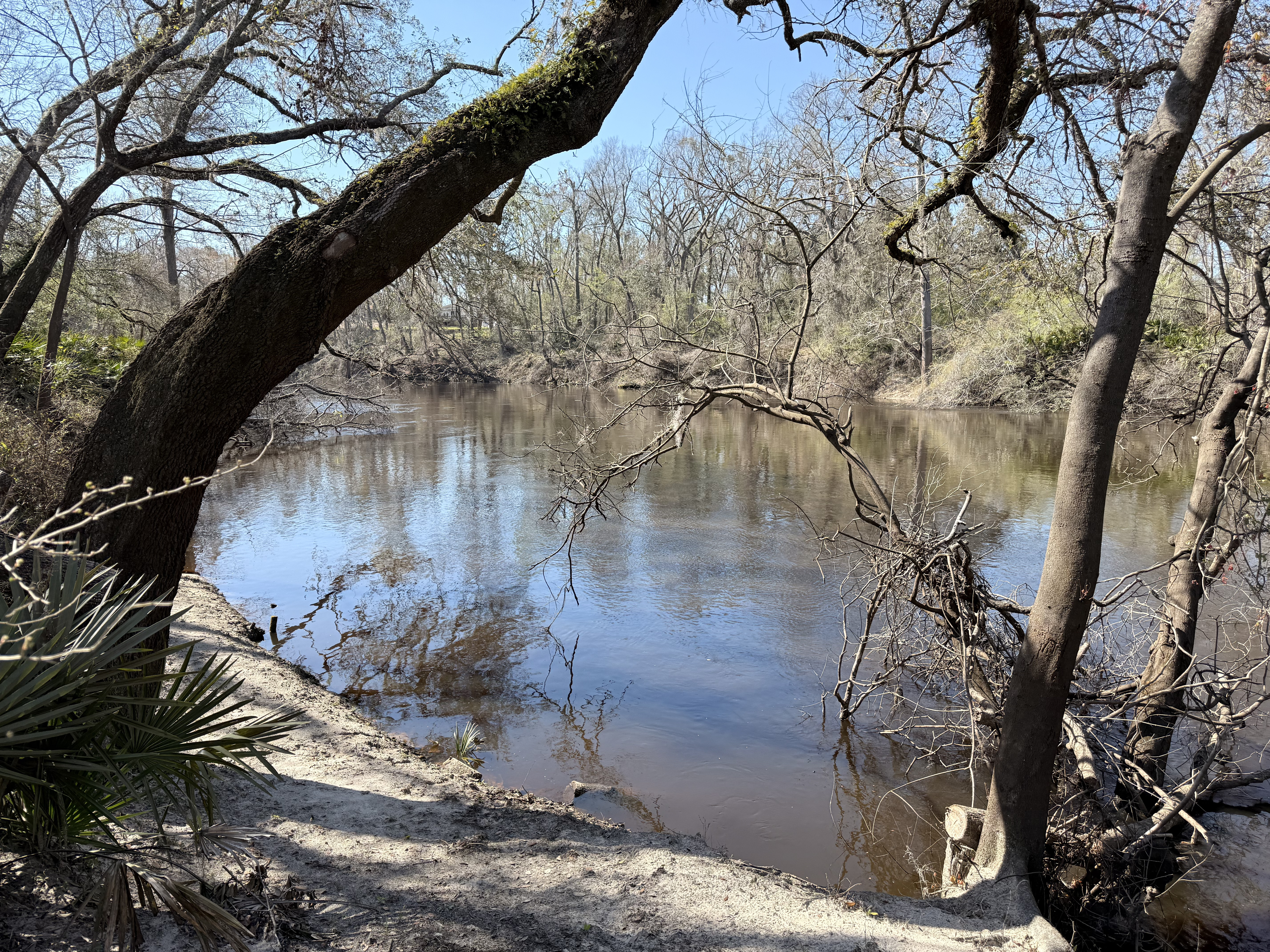 Holly Point other, Withlacoochee River @ NE Withla Bluffs Way 2025-03-12