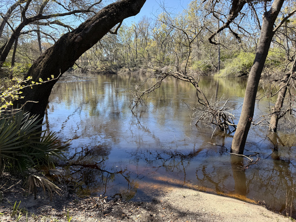 Holly Point other, Withlacoochee River @ NE Withla Bluffs Way 2025-03-19, 2025:03:19 11:34:29, 30.4137583, -83.2068778