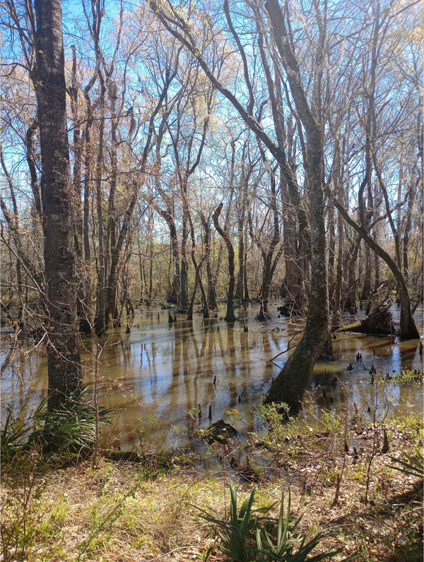 Muddy Ty Ty Creek @ US 319, Ty Ty Creek @ US 319 2025-03-19, 2025:03:19 12:15:53, 31.3221721, -83.6227417