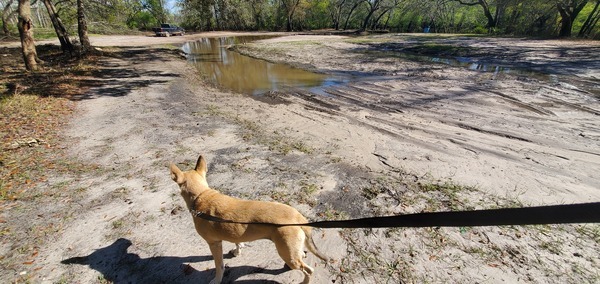 Sky Dog says there is parking, 2025:03:20 16:33:32, 30.7128200, -83.4554567