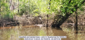 [Deadfalls and slanted trees --John S. Quarterman for WWALS, 2025:03:22 13:28:23, 30.7533516, -83.4874142]