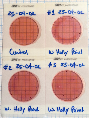 [Plates, Holly Point 2025-04-03, 2025:04:03 12:38:49, 30.4139278, -83.2063361]
