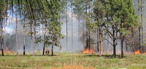 [Closer Prescribed Burn, 2025-04-12, A Day in the Woods, GFEC --jsq for WWALS]