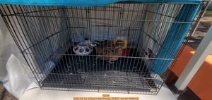 [Quail, 2025-04-12, A Day in the Woods, GFEC --jsq for WWALS]