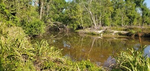 [Sugar Creek Confluence with the Withlacoochee River, 10:03:12, 30.8633650, -83.3194038]