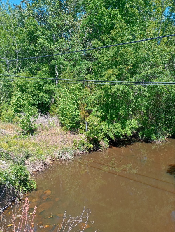 Kell Road Creek @ Kell Road other, 2025-04-16, 12:02:42, 31.4008655, -83.5330124