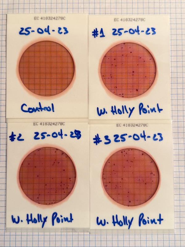 Plates, Holly Point 2025-04-23