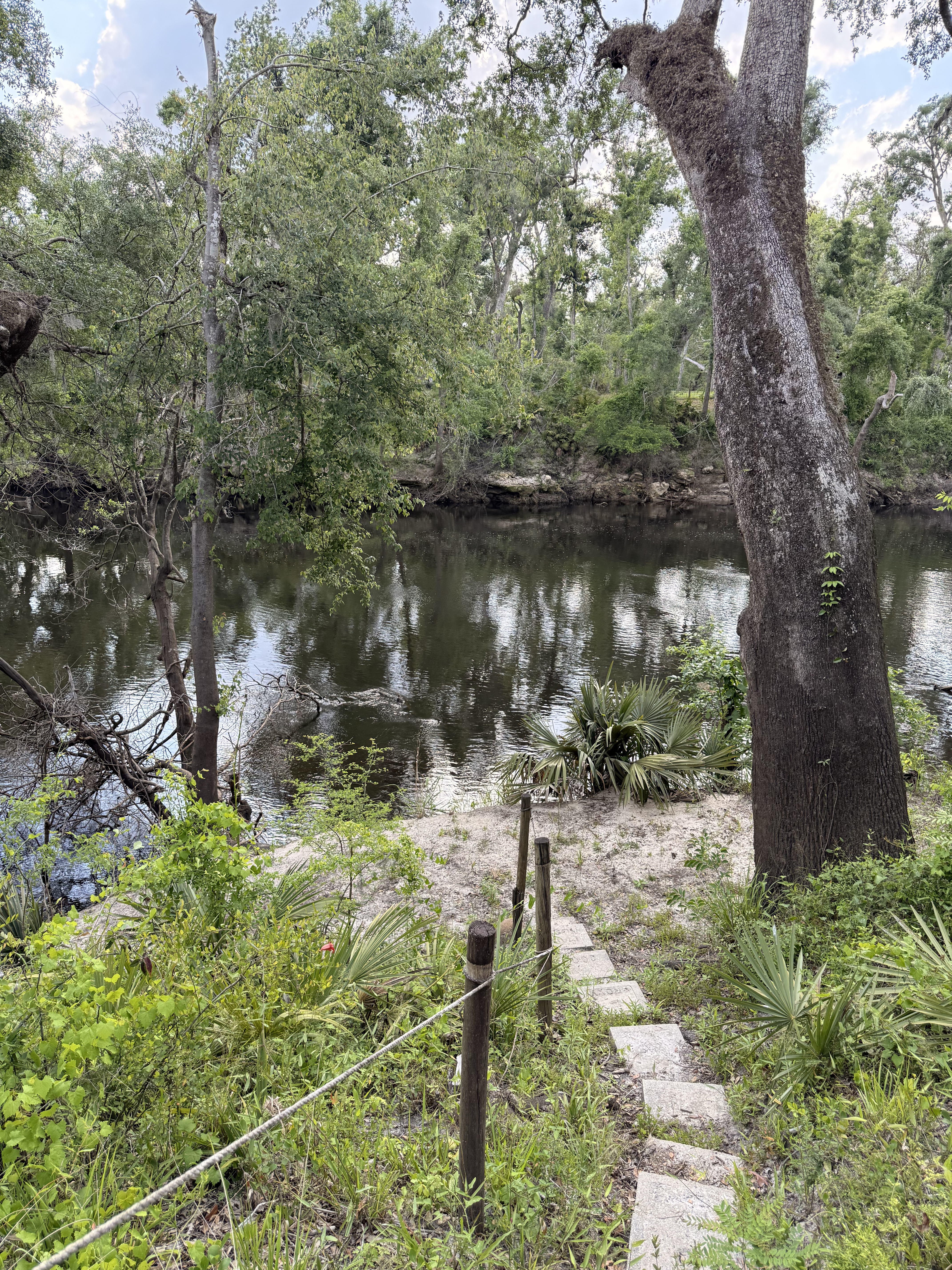 Holly Point, Withlacoochee River @ NE Withla Bluffs Way 2025-04-23, 2025:04:23 16:49:33, 30.4137861, -83.2066944