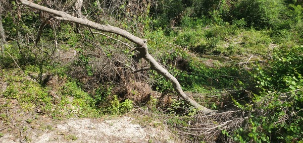 [Down to One Mile Branch, 10:51:42, 30.8431222, -83.2985194]