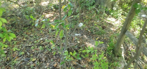 Old pillow site, right bank, slightly upstream from Wainwright Drive, 11:10:05, 30.8430014, -83.3010162