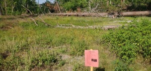 [Downed trees and tree violation notice, 10:04:36, 30.8431611, -83.3012148]