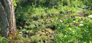 [Movie: Cleanup on One Mile Branch upstream from Wainwright Drive, 10:37:02, 30.8433566, -83.2986465 (35M)]