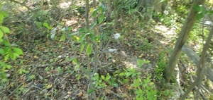 [Old pillow site, right bank, slightly upstream from Wainwright Drive, 11:10:05, 30.8430014, -83.3010162]