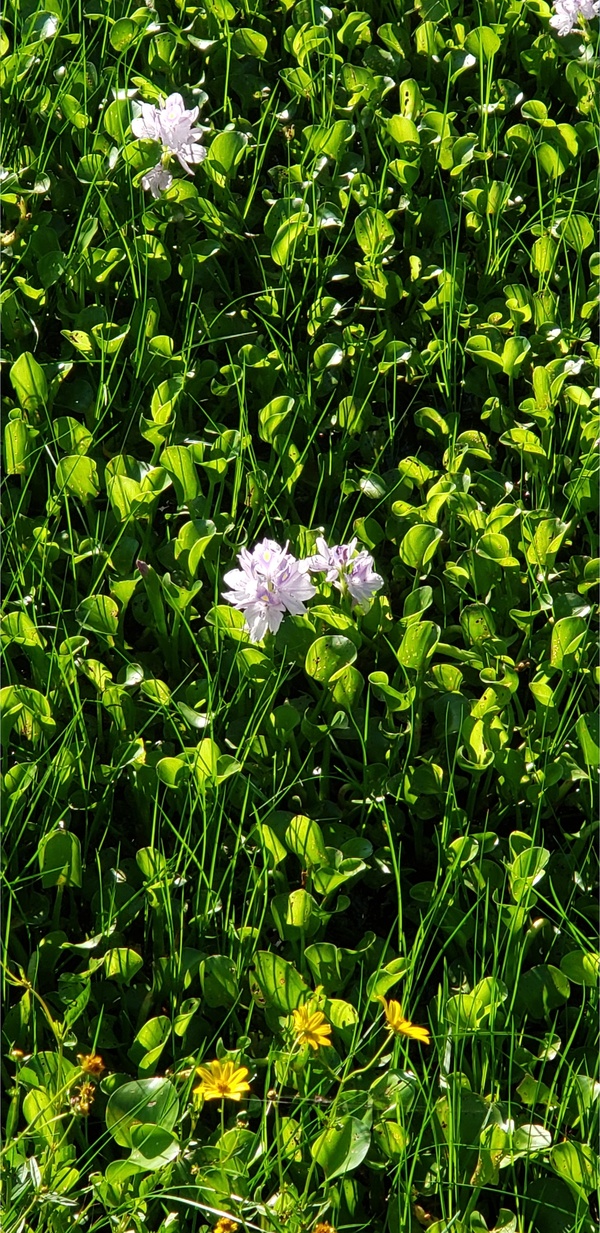 [Water hyacinth, Pontederia crassipes --Janet Martin]