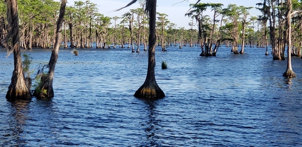 [Cypress --Janet Martin]